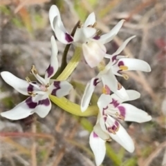 Wurmbea dioica subsp. dioica (Early Nancy) at Forbes Creek, NSW - 12 Aug 2020 by SthTallagandaSurvey