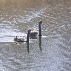 Cygnus atratus (Black Swan) at Googong Foreshore - 2 Aug 2020 by AlisonMilton