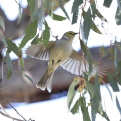 Ptilotula penicillata (White-plumed Honeyeater) at Googong Reservoir - 2 Aug 2020 by Alison Milton