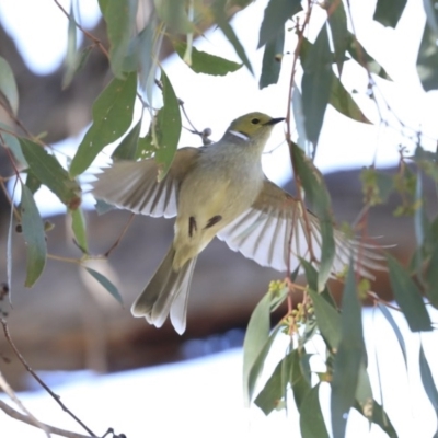 Ptilotula penicillata (White-plumed Honeyeater) at Googong Reservoir - 2 Aug 2020 by AlisonMilton