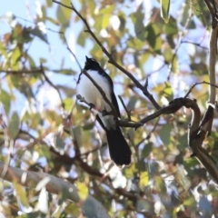 Rhipidura leucophrys (Willie Wagtail) at Googong, NSW - 2 Aug 2020 by AlisonMilton