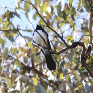 Rhipidura leucophrys at Googong, NSW - 2 Aug 2020