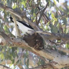 Grallina cyanoleuca (Magpie-lark) at Googong, NSW - 2 Aug 2020 by AlisonMilton