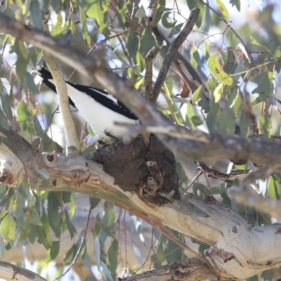 Grallina cyanoleuca (Magpie-lark) at Googong Foreshore - 2 Aug 2020 by AlisonMilton