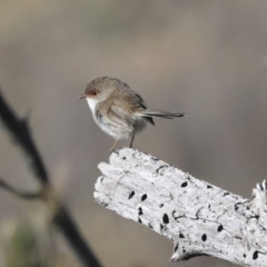 Malurus cyaneus (Superb Fairywren) at Googong Reservoir - 2 Aug 2020 by AlisonMilton