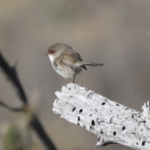 Malurus cyaneus at Googong, NSW - 2 Aug 2020