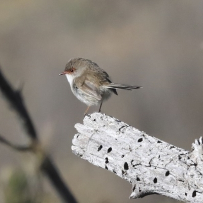 Malurus cyaneus (Superb Fairywren) at Googong Reservoir - 2 Aug 2020 by Alison Milton