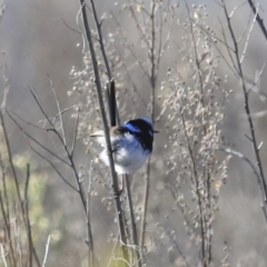 Malurus cyaneus at Googong, NSW - 2 Aug 2020