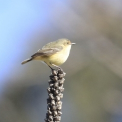 Acanthiza reguloides (Buff-rumped Thornbill) at Googong, NSW - 2 Aug 2020 by AlisonMilton