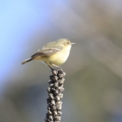 Acanthiza reguloides (Buff-rumped Thornbill) at Googong Reservoir - 2 Aug 2020 by Alison Milton