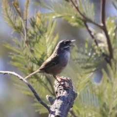 Sericornis frontalis (White-browed Scrubwren) at Googong Foreshore - 2 Aug 2020 by AlisonMilton