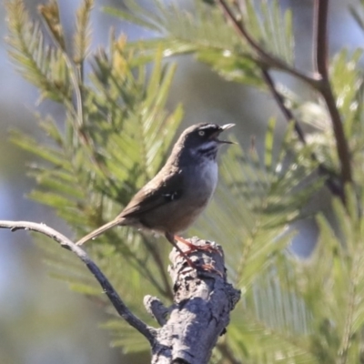 Sericornis frontalis (White-browed Scrubwren) at Googong, NSW - 2 Aug 2020 by Alison Milton