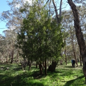 Exocarpos cupressiformis at Bookham, NSW - 29 Jul 2020 12:58 PM