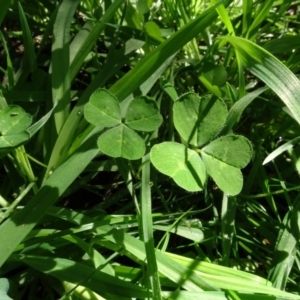 Trifolium sp. at Bookham, NSW - 29 Jul 2020 12:59 PM