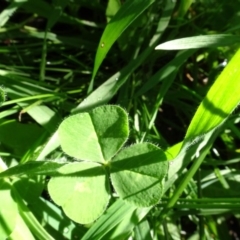 Trifolium sp. at Bookham, NSW - 29 Jul 2020 12:59 PM