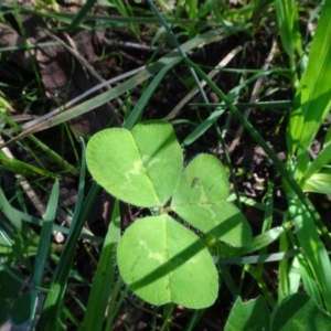 Trifolium sp. at Bookham, NSW - 29 Jul 2020 12:59 PM