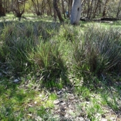 Dianella revoluta var. revoluta (Black-Anther Flax Lily) at Bookham, NSW - 29 Jul 2020 by AndyRussell