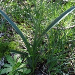 Dianella revoluta var. revoluta at Bookham, NSW - 29 Jul 2020 01:28 PM