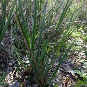 Dianella revoluta var. revoluta at Bookham, NSW - 29 Jul 2020 01:28 PM