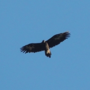 Aquila audax at Conder, ACT - 18 Mar 2020