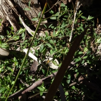 Einadia nutans (Climbing Saltbush) at Bookham, NSW - 29 Jul 2020 by AndyRussell