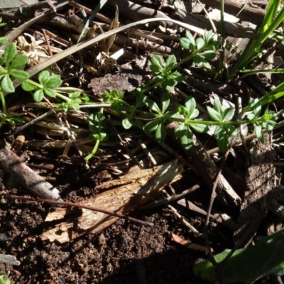 Galium aparine (Goosegrass, Cleavers) at Bookham, NSW - 29 Jul 2020 by AndyRussell