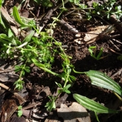 Galium aparine at Bookham, NSW - 29 Jul 2020 01:33 PM