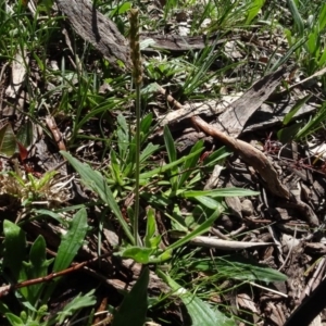 Plantago varia at Bookham, NSW - 29 Jul 2020 01:33 PM