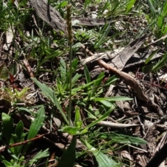Plantago varia (Native Plaintain) at Bookham, NSW - 29 Jul 2020 by AndyRussell