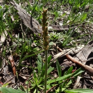 Plantago varia at Bookham, NSW - 29 Jul 2020