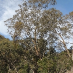 Eucalyptus melliodora (Yellow Box) at Conder, ACT - 18 Mar 2020 by michaelb