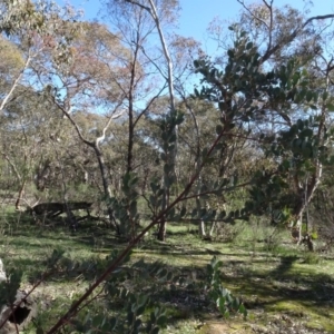 Acacia buxifolia subsp. buxifolia at Bookham, NSW - 29 Jul 2020