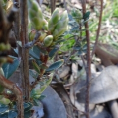 Brachyloma daphnoides at Bookham, NSW - 29 Jul 2020