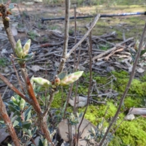 Brachyloma daphnoides at Bookham, NSW - 29 Jul 2020