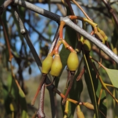 Amyema miquelii (Box Mistletoe) at Conder, ACT - 18 Mar 2020 by MichaelBedingfield