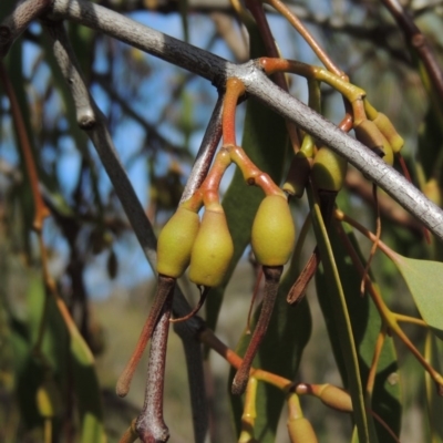 Amyema miquelii (Box Mistletoe) at Conder, ACT - 18 Mar 2020 by michaelb