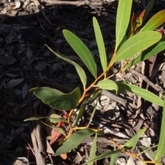 Acacia (genus) (A Wattle) at Bookham, NSW - 29 Jul 2020 by AndyRussell