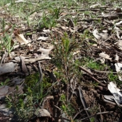 Dillwynia sp. at Bookham, NSW - 29 Jul 2020 by AndyRussell