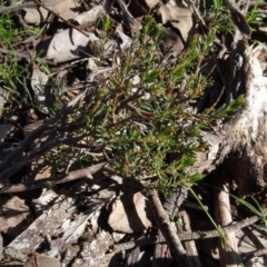 Dillwynia sp. at Bookham, NSW - 29 Jul 2020