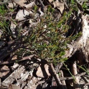 Dillwynia sp. at Bookham, NSW - 29 Jul 2020