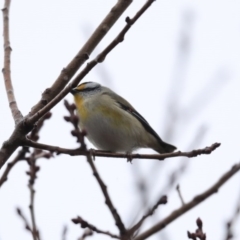 Pardalotus striatus (Striated Pardalote) at Higgins, ACT - 11 Jul 2020 by Alison Milton