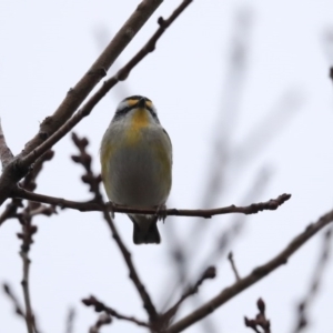 Pardalotus striatus at Higgins, ACT - 11 Jul 2020