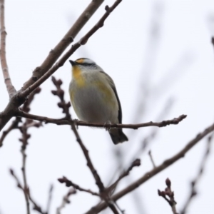 Pardalotus striatus at Higgins, ACT - 11 Jul 2020