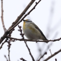 Pardalotus striatus at Higgins, ACT - 11 Jul 2020 12:41 PM