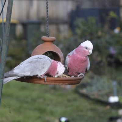 Eolophus roseicapilla (Galah) at Higgins, ACT - 14 Jun 2020 by AlisonMilton