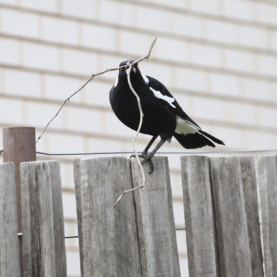 Gymnorhina tibicen (Australian Magpie) at Higgins, ACT - 6 Jul 2020 by AlisonMilton