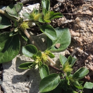 Alternanthera pungens at Conder, ACT - 18 Mar 2020