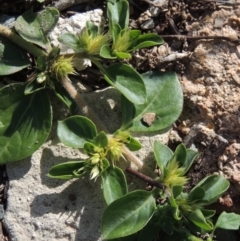 Alternanthera pungens (Khaki Weed) at Conder, ACT - 18 Mar 2020 by michaelb