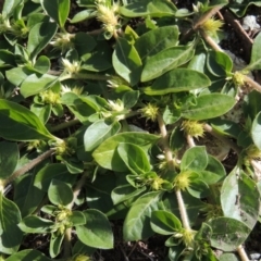 Alternanthera pungens at Conder, ACT - 18 Mar 2020