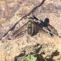 Bombyliidae (family) (Unidentified Bee fly) at Weetangera, ACT - 9 Mar 2020 by AlisonMilton